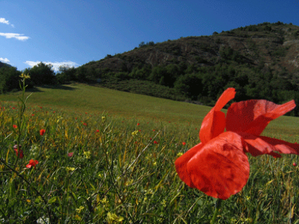 coquelicots.tiff